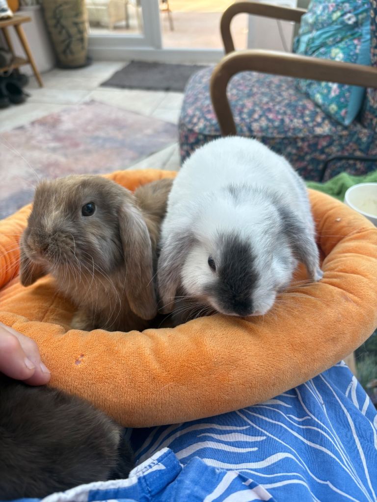Mini lop + Netherland dwarf/raises indoors 