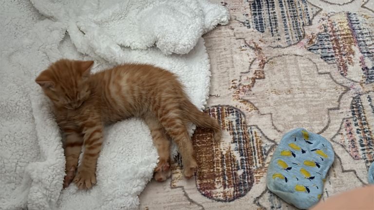 Male Kiten 
