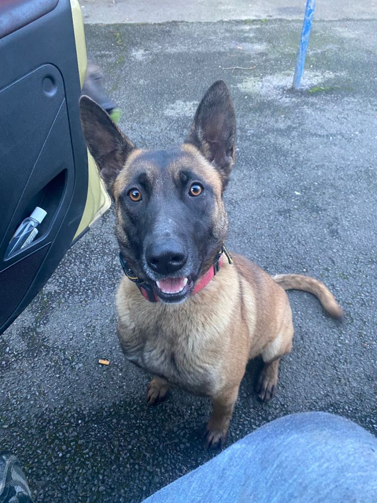 Belgian malinois 