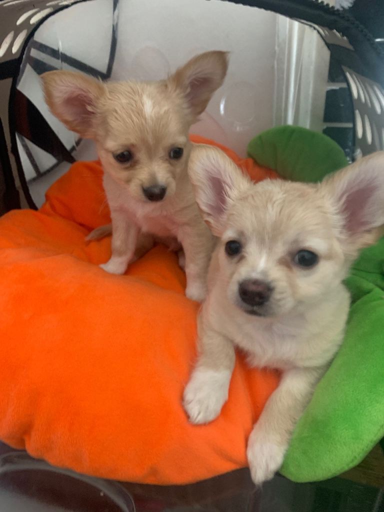 💞Only 2 available 💞Chihuahuas - Brixton - negotiable- video call for proof. 