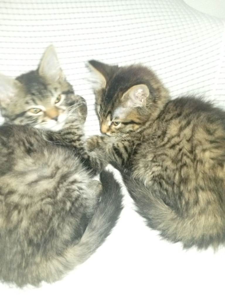 Kitten for sale 