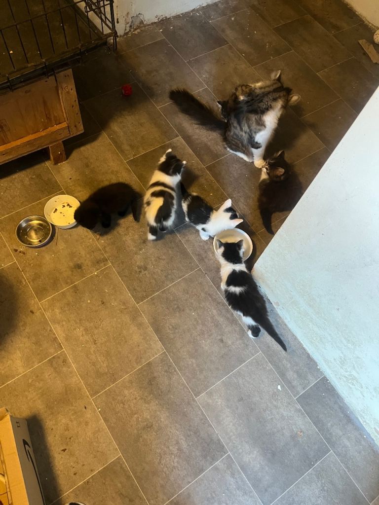 4 Kittens ready to go