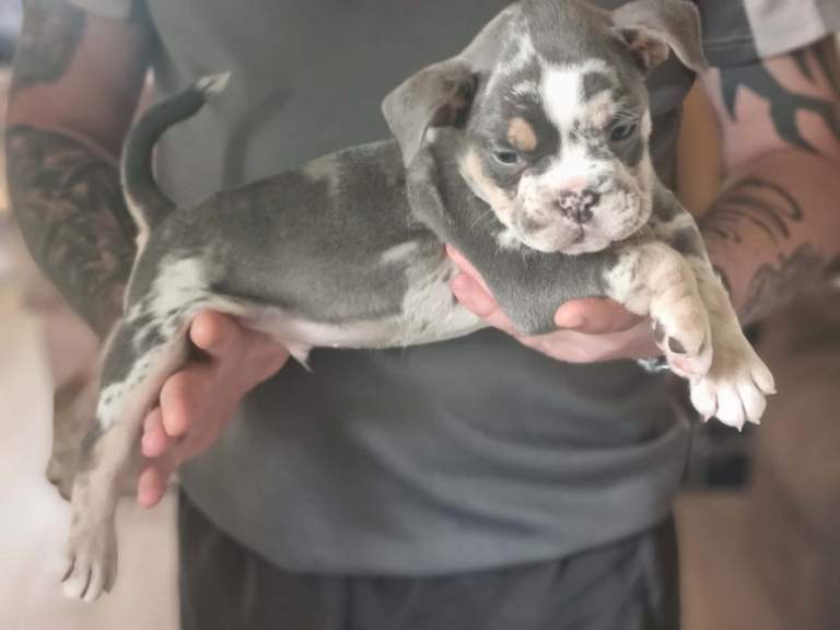 Beautiful bulldog puppys