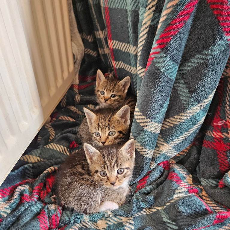 Kittens– ​2 Boys (Classic Tabby) 
