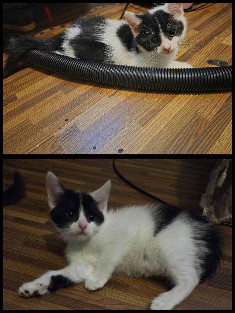 10 week old male kitten