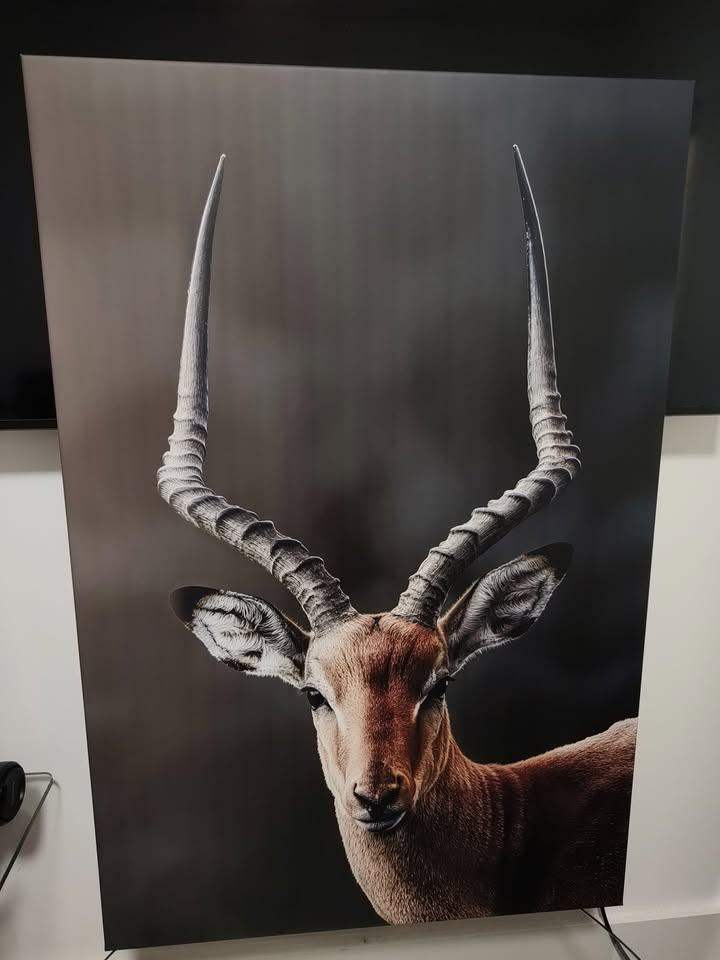 Impala (Kenyan deer) canvas print (80x120 cm)
