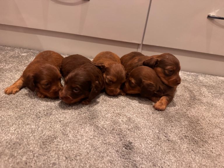 Longhair dachshund puppies