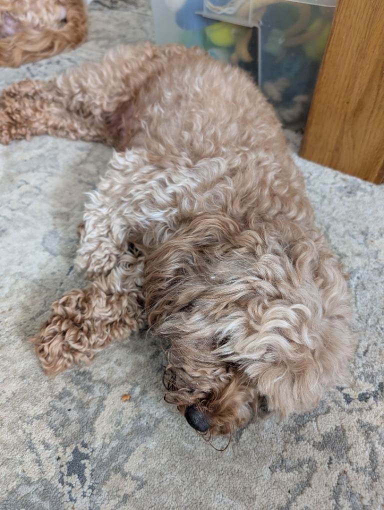 Cockerpoo puppies for sale miniature 