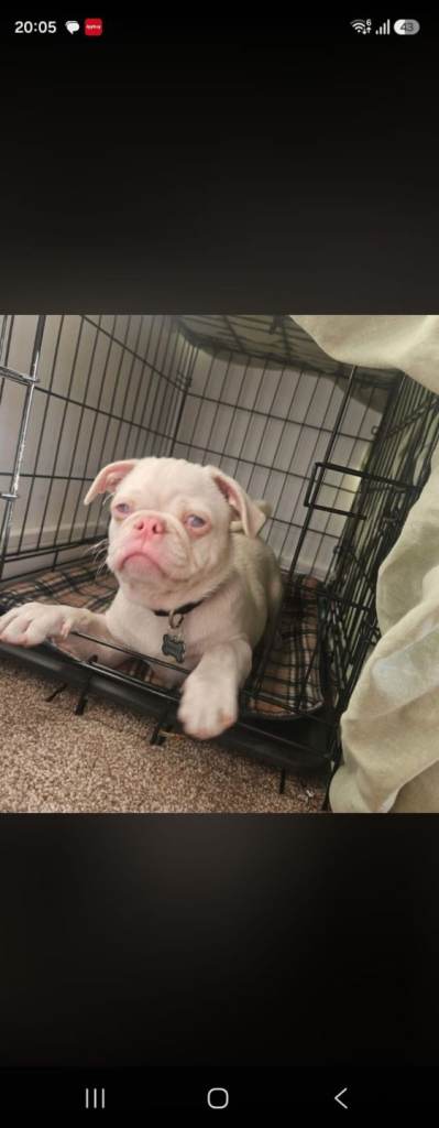 4 month old albino puppy male 