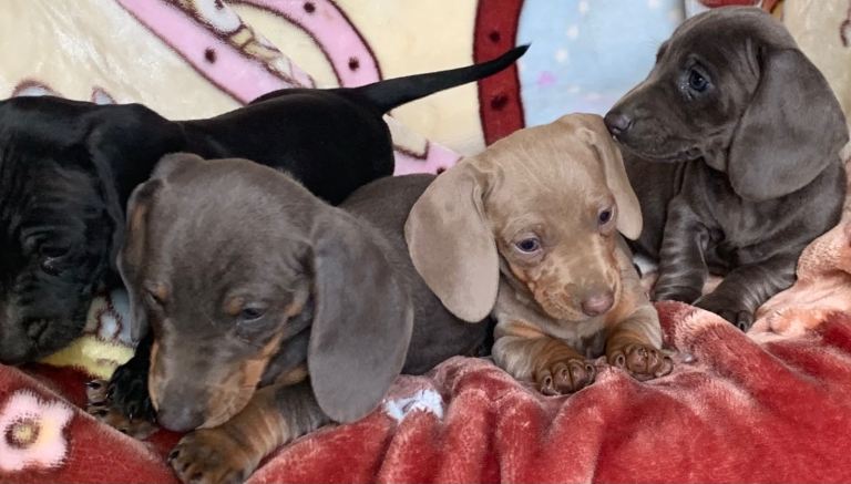 Miniature dachshunds puppies