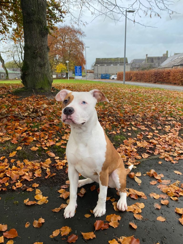 KC Registered American Staffordshire Pup
