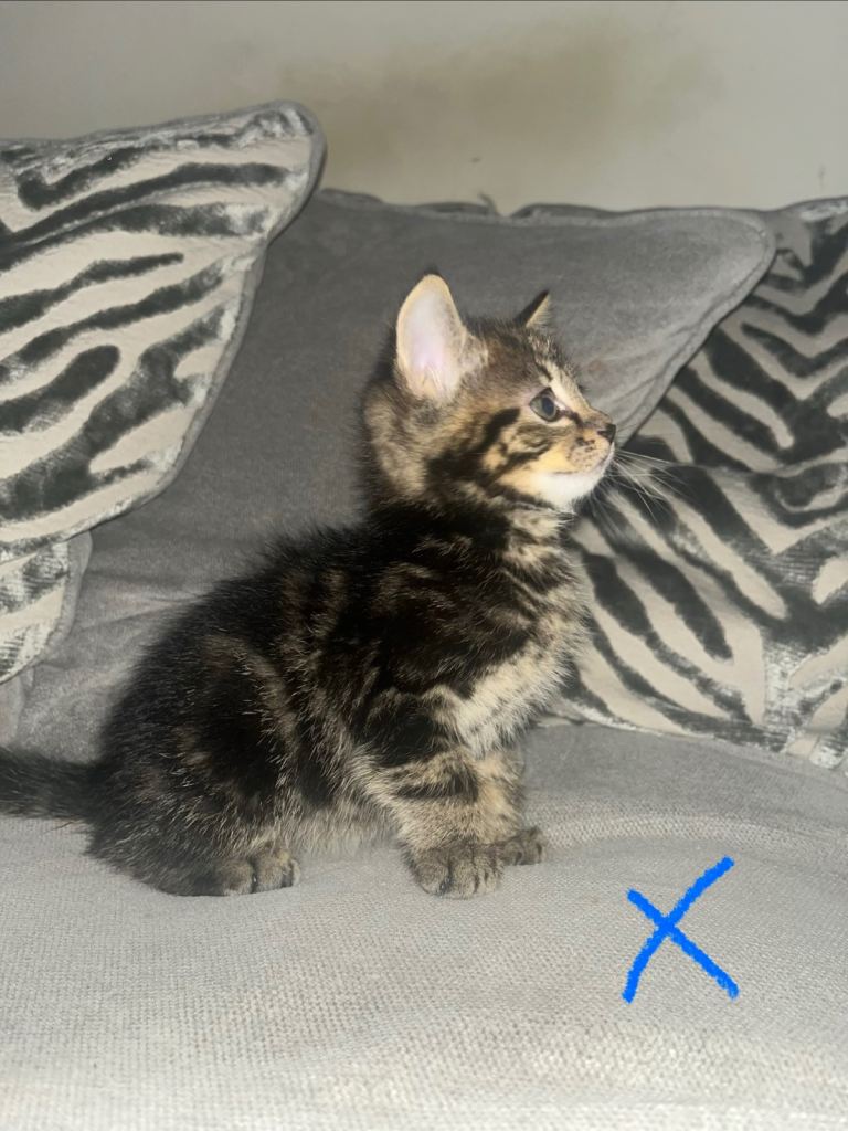 Kittens looking for their forever home 