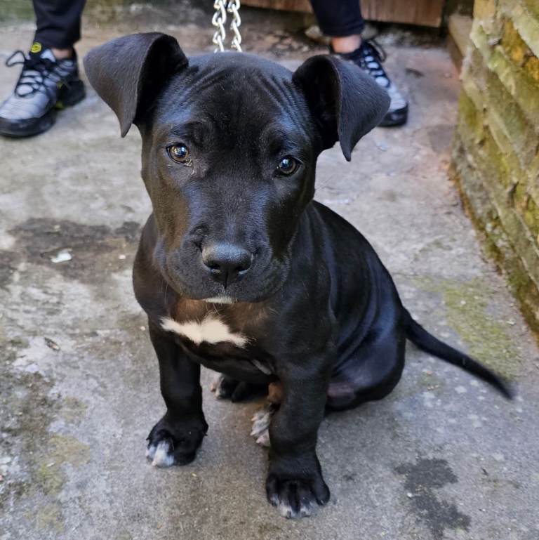 Presa canario puppy 11 weeks old in black colour