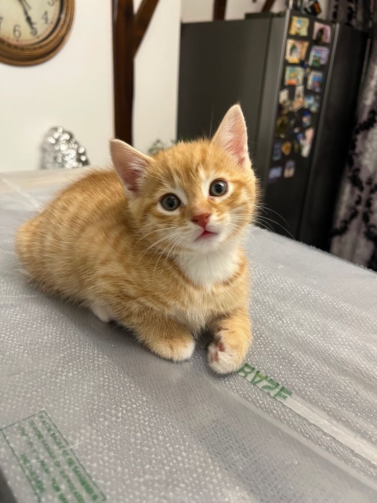 Adorable Kitten for Sale 🐾