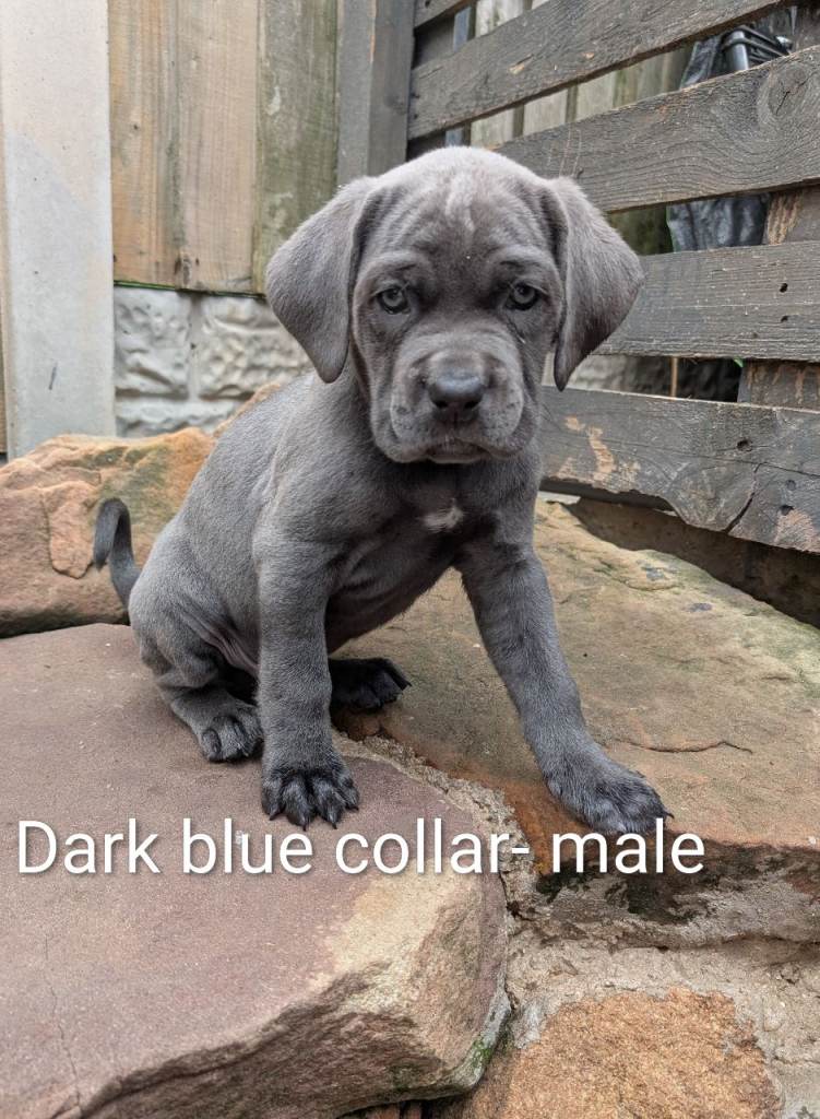 Cane corso puppies 