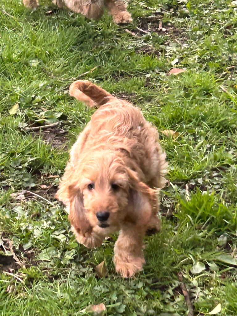 Yankee Cockapoo PRA clear