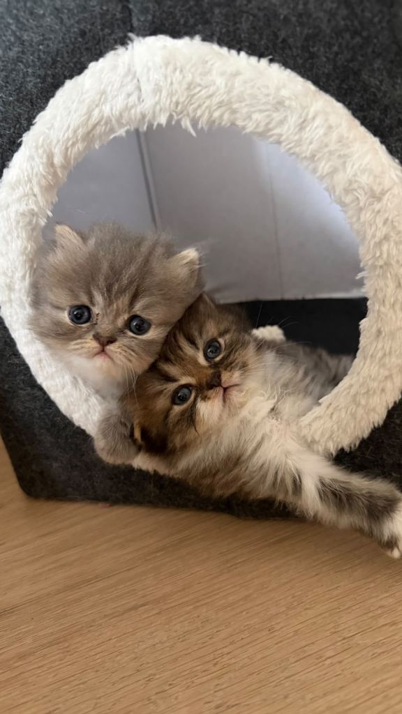 🐾 Beautiful Persian Kittens Looking for Loving Homes 🐾