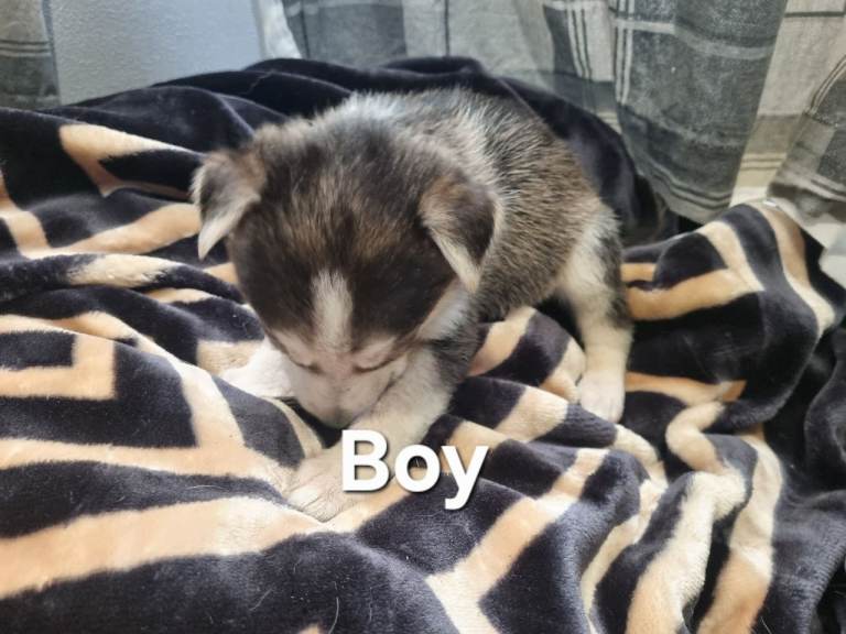 Shepsky pups forsale 