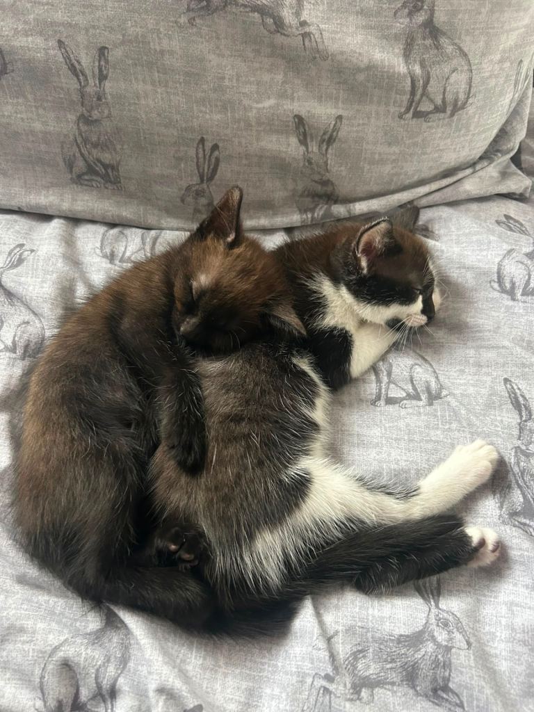 Kittens looking for new loving home 