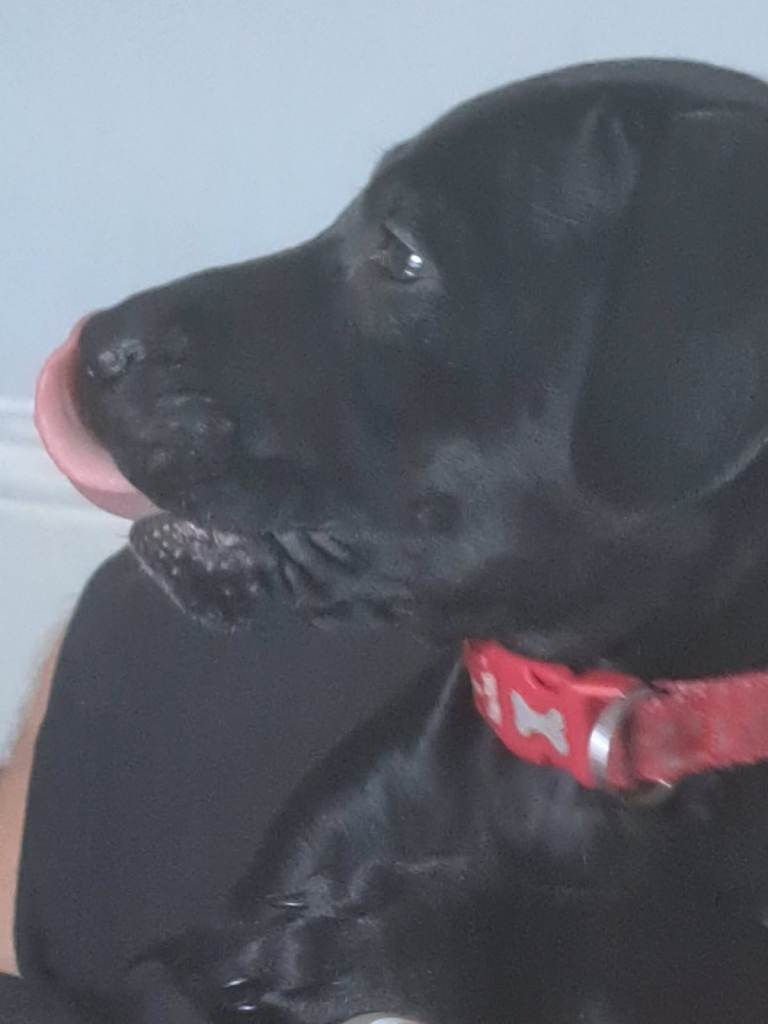 Female staffie cross 