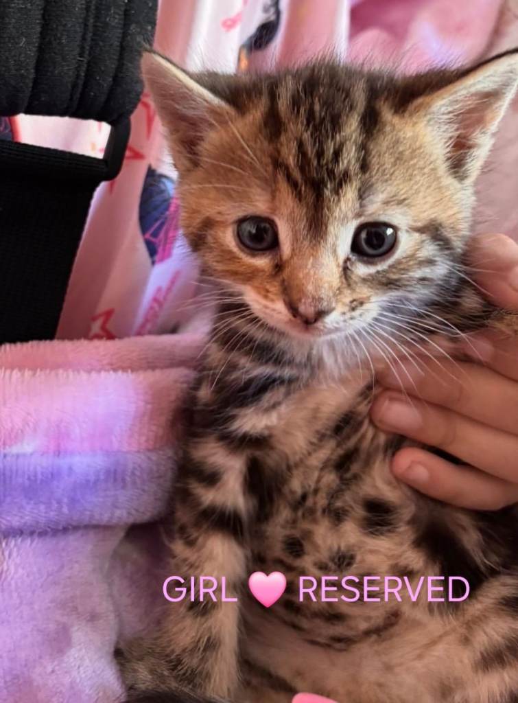 Exceptional Temperament Kittens