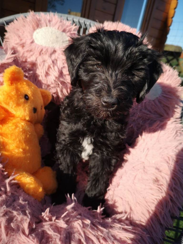 Stunning Double Doodle puppies. READY  NOW!  ONLY 1 BOY AND 2 GIRLS LEFT