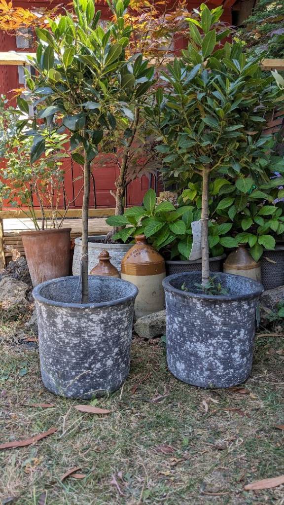 Bay Trees 🌿 RRP £69.99 Delivered 