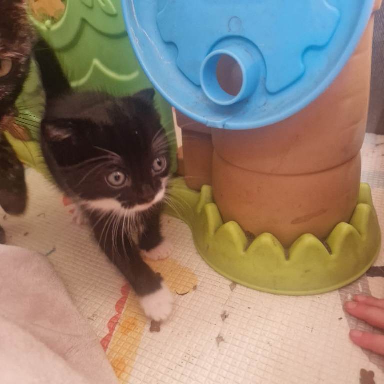 Kitten looking for home 