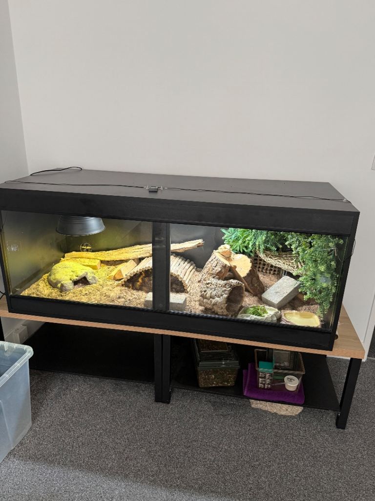 Bearded dragon & set up