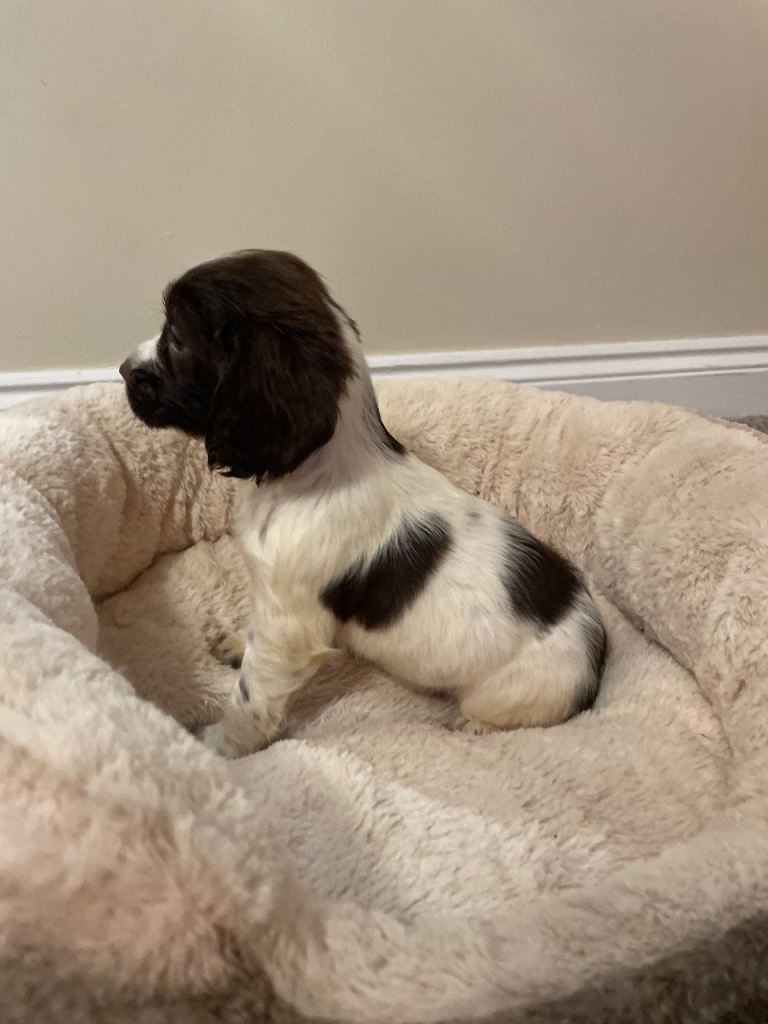 Cocker spaniel puppys 