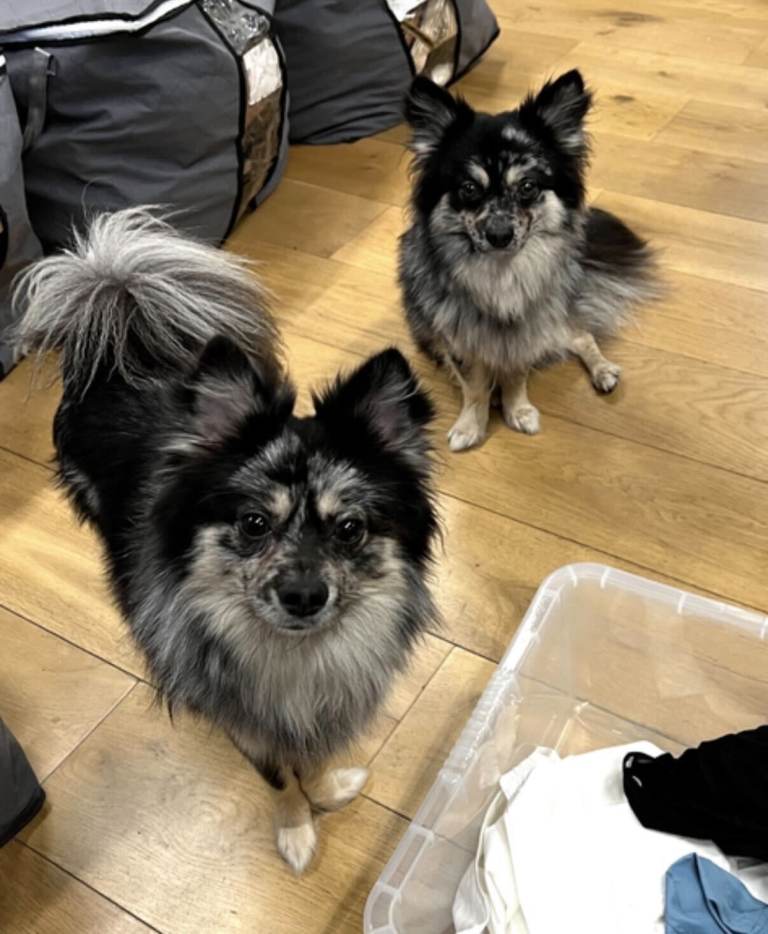 Gorgeous chihuahua x pomsky brothers