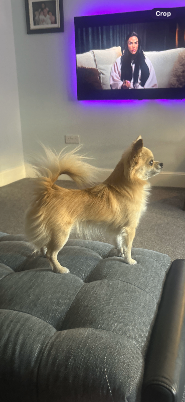 Small male chihuahua