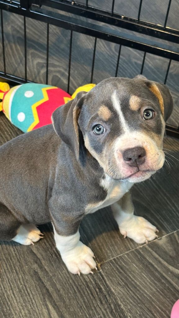 8 Week Old Adorable Staffy Cross Puppies Looking for Loving Homes