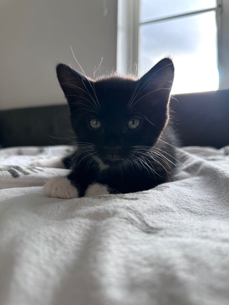 kitten looking for a new home