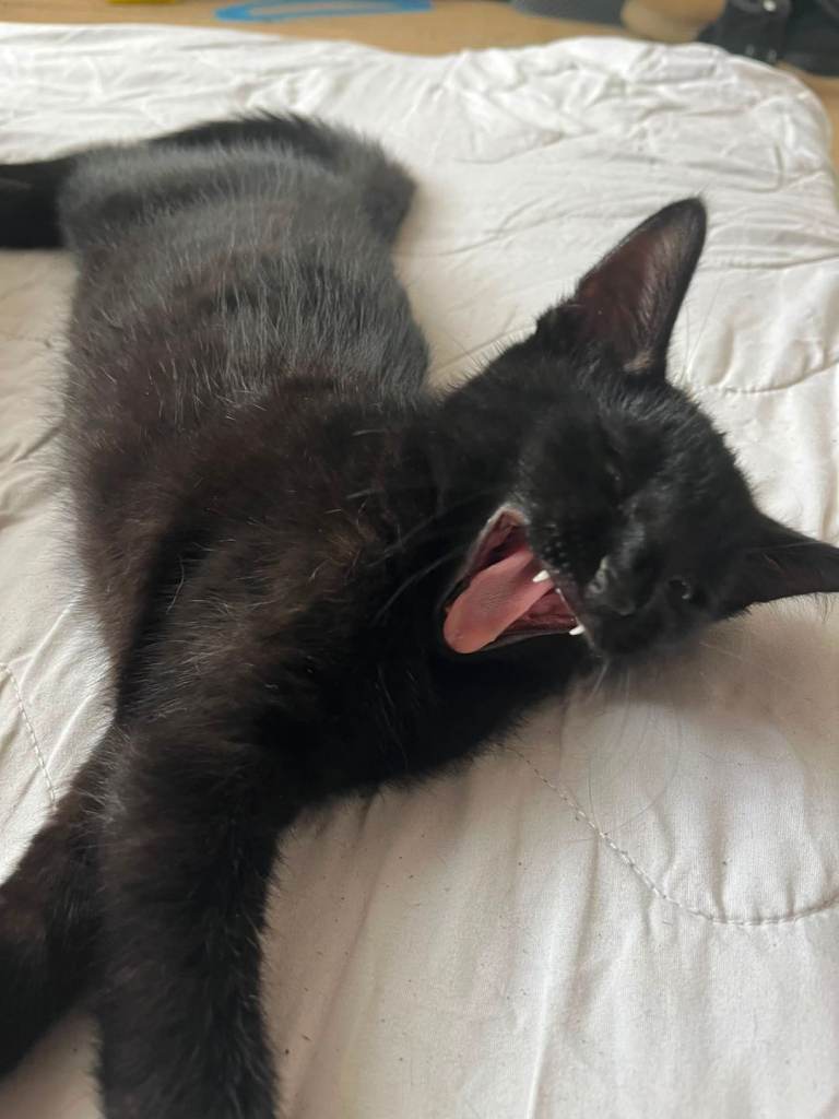 Kitten for sale 
