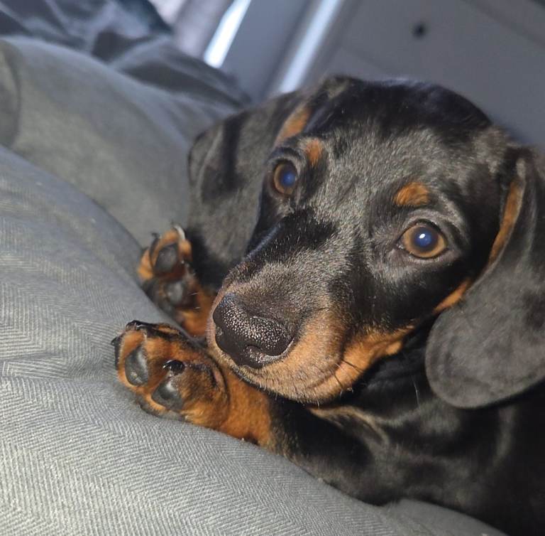 Miniature Dachshund puppies 