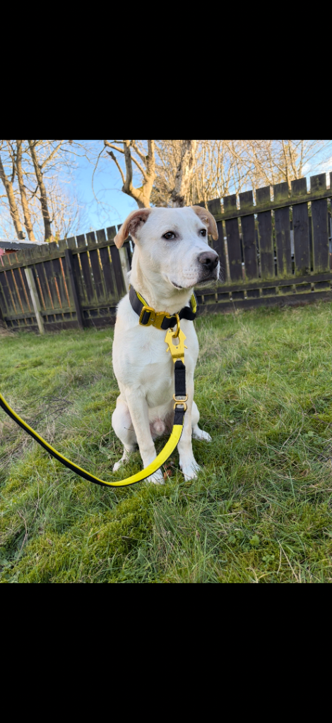 6 month old pup for rehoming 