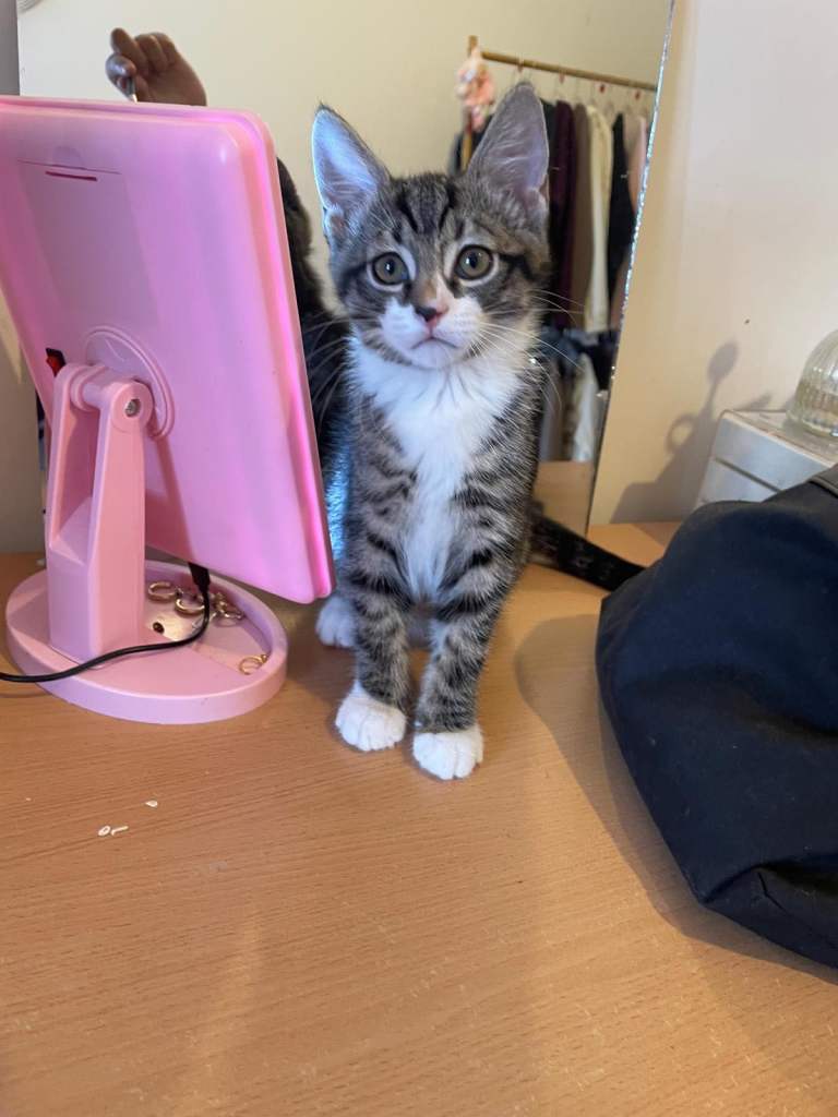 Adorable kitten only 10 weeks old 