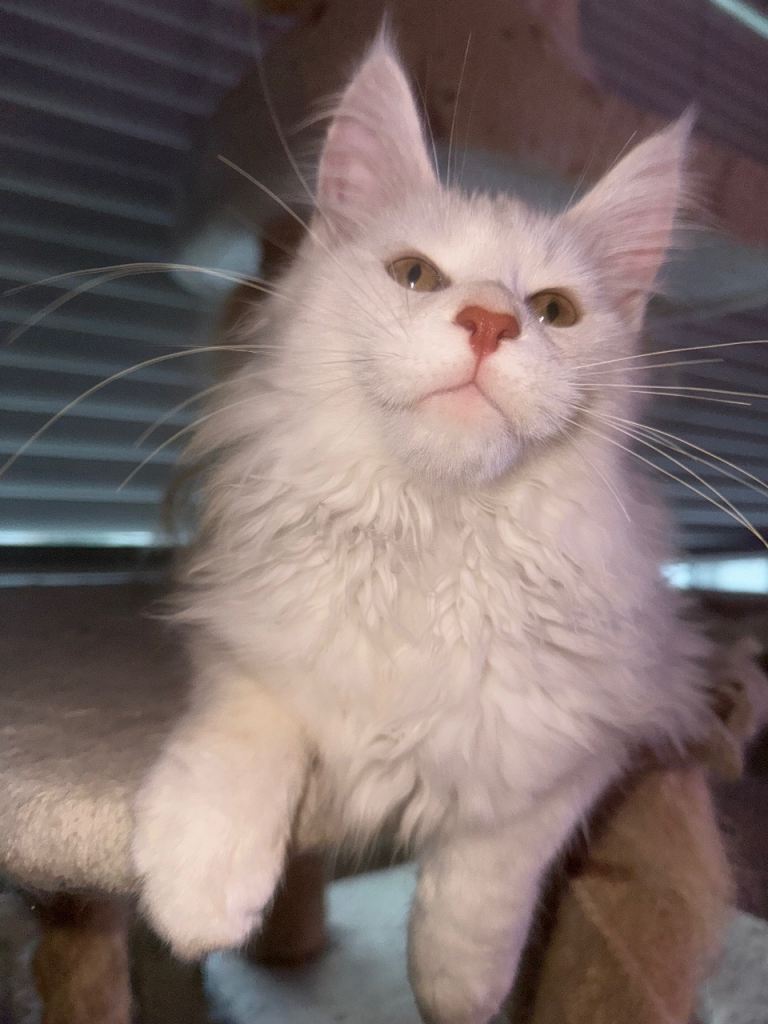 Reduced! Full shaded pedigree Maine Coon boys 