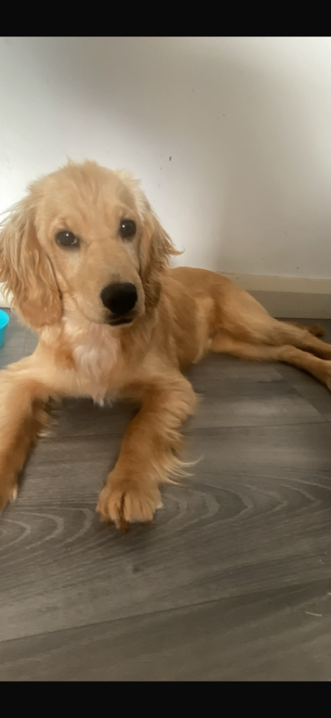 Cocker spaniel puppy
