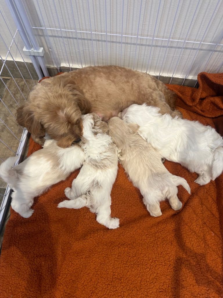 Beautiful Multipoo Puppies for Sale