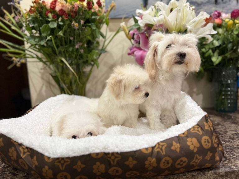 Adorable Bichon Puppy 