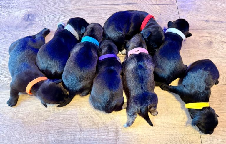 🐾✨ POMSKY X MINIATURE DACHSHUND PUPPIES — READY TO FIND THEIR FOREVER FAMILIES! ✨🐾