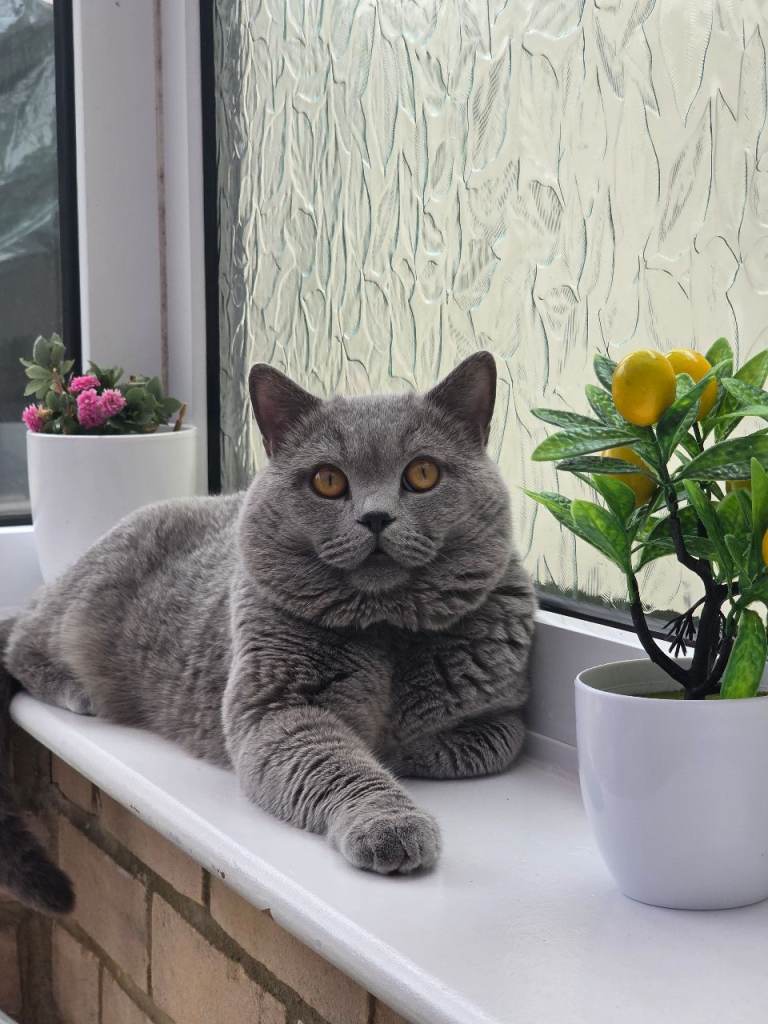 2 year old cat