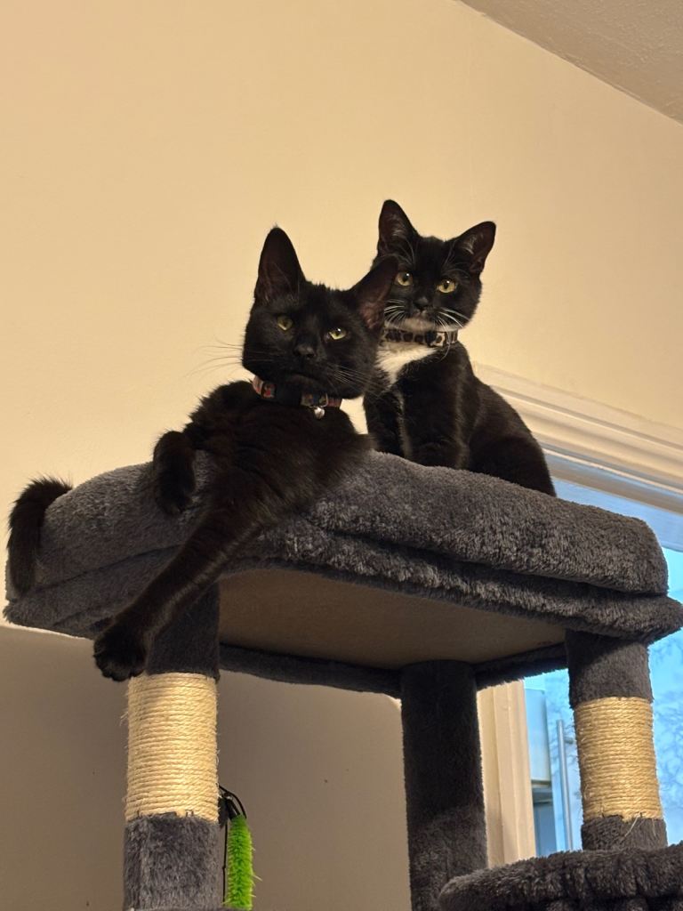 2 kittens MUST go together 