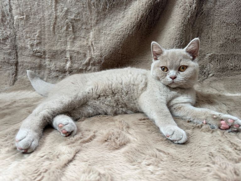 GCCF Registered British shorthair kittens 