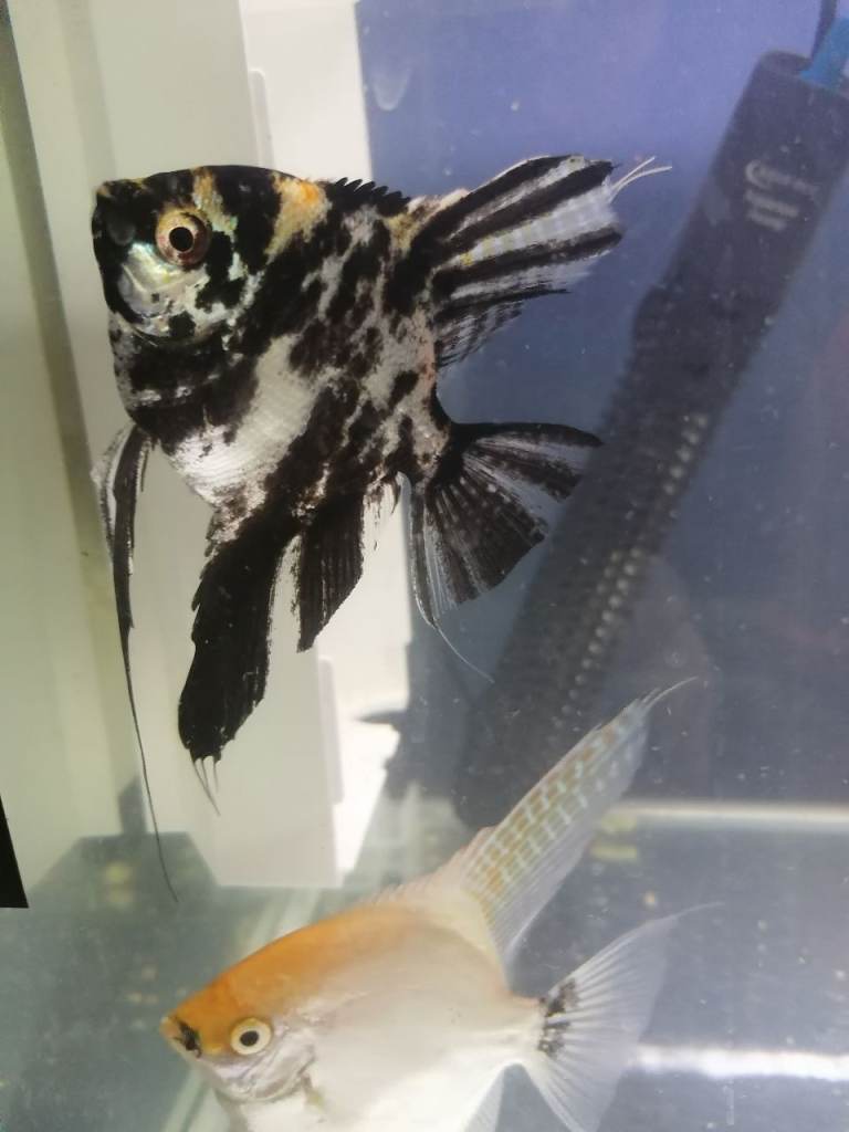 angels, plecos, shrimps blue grade A, mixed low grade shrimps,endler guppies,