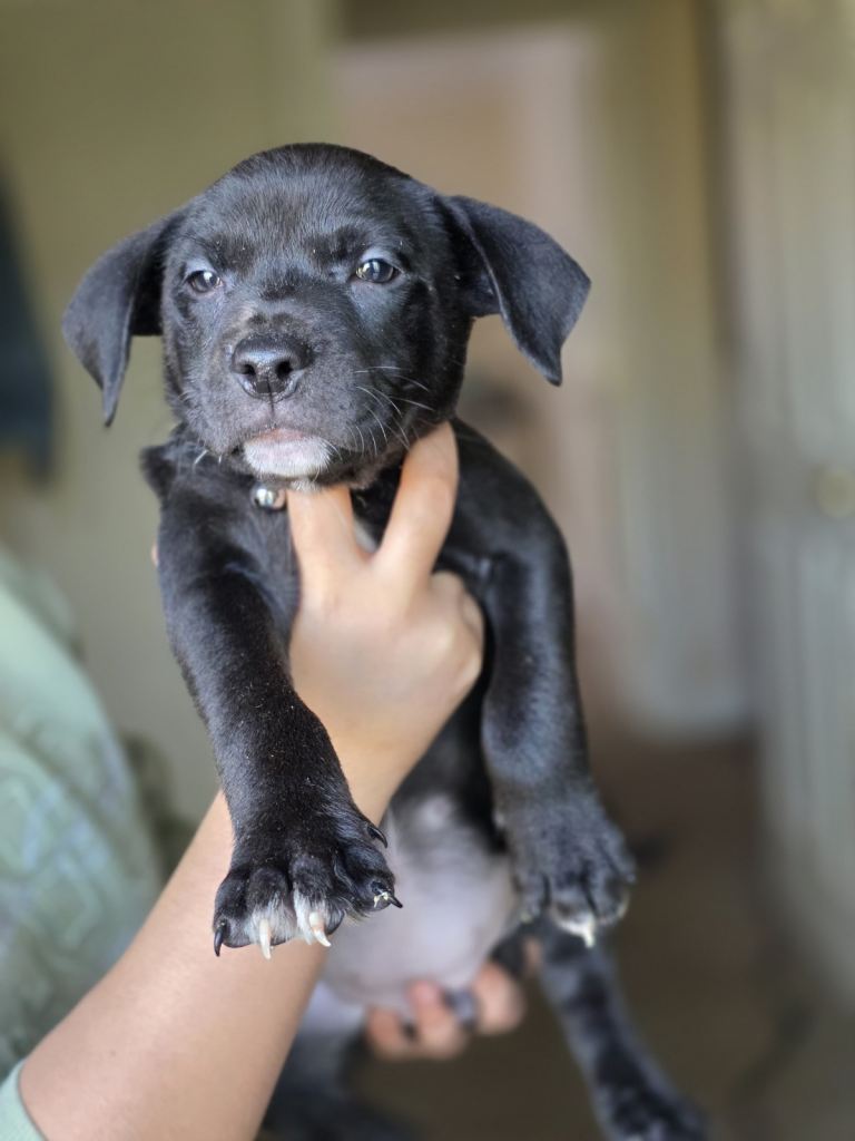 Labrastaff puppies looking for forever homes❤️