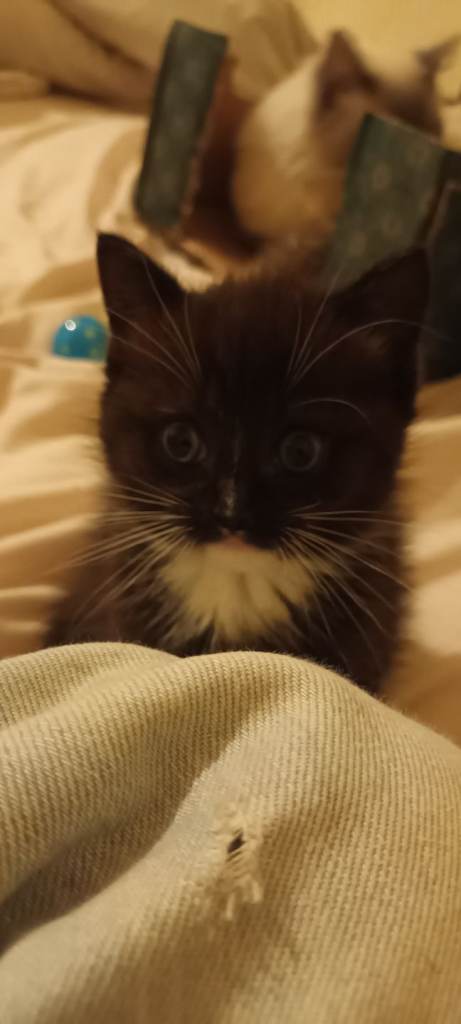 Mixbreed kittend for sale £100 2 available 