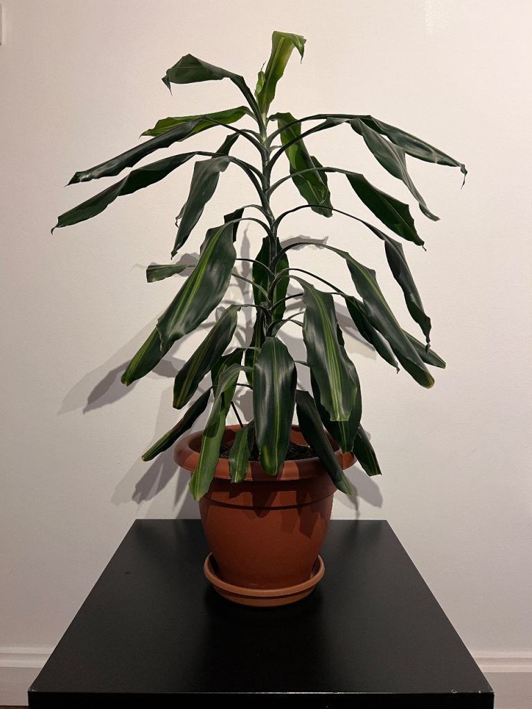 Dracaena Fragans Plant